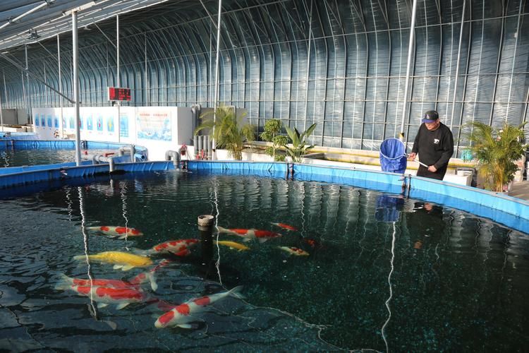 詳細閱讀:新樂龍魚的產量如何?,新樂龍魚產量如何? 新樂龍魚的產量如何?,新樂龍魚產量如何?