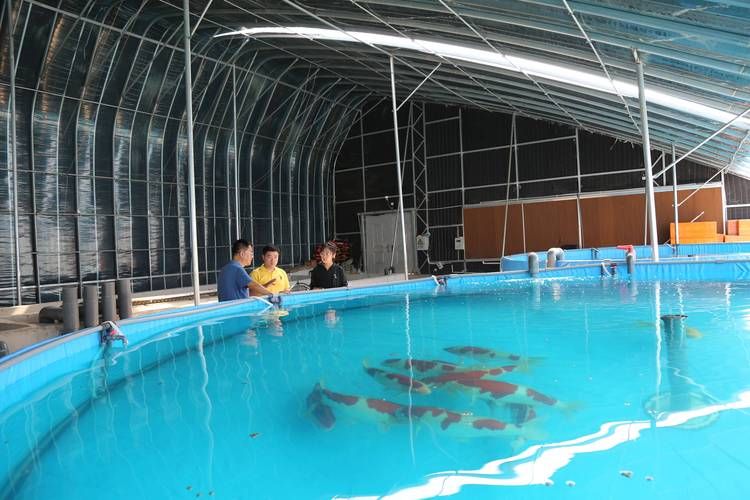 詳細閱讀:新樂龍魚的產量如何?,新樂龍魚產量如何? 新樂龍魚的產量如何?,新樂龍魚產量如何?