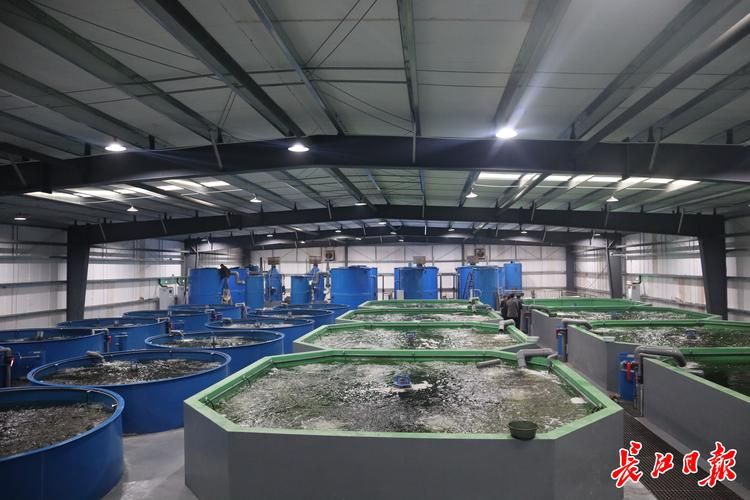 詳細閱讀:新樂龍魚的產量如何?,新樂龍魚產量如何? 新樂龍魚的產量如何?,新樂龍魚產量如何?