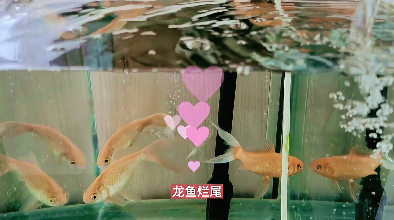 哪種藥物治療龍魚爛尾最有效？，治療龍魚爛尾最有效的藥物，治療龍魚爛尾最有效且最有效
