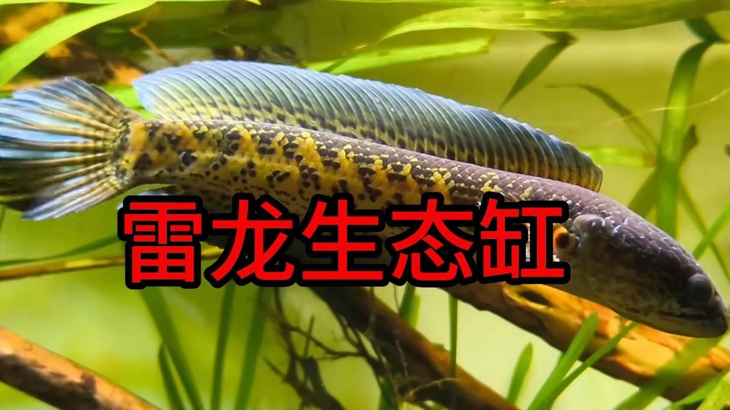 龙鱼饲养需要哪些专业设备？，龙鱼饲养需要以下专业设备