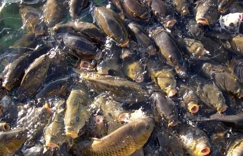 如何判斷龍魚是否缺氧（——龍魚缺氧的判斷指南）