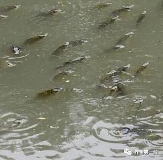 如何判斷龍魚是否缺氧（——龍魚缺氧的判斷指南）