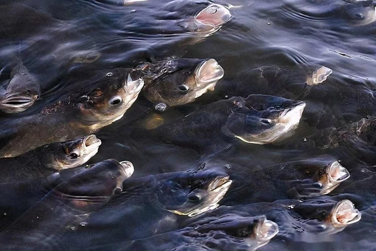 如何判斷龍魚是否缺氧（——龍魚缺氧的判斷指南）