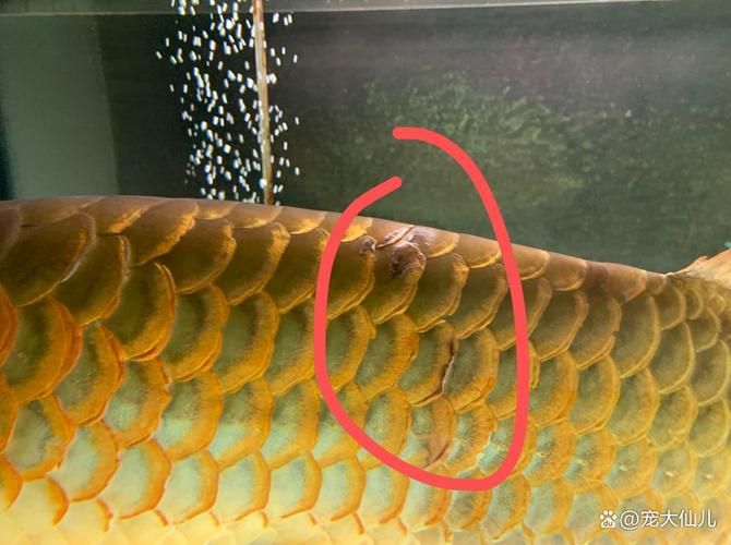 如何判斷龍魚是否缺氧（——龍魚缺氧的判斷指南）