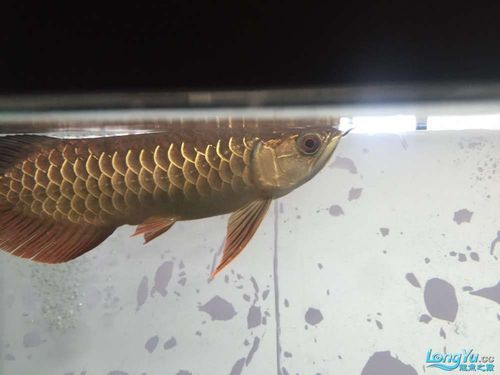 如何判斷龍魚是否缺氧（——龍魚缺氧的判斷指南）