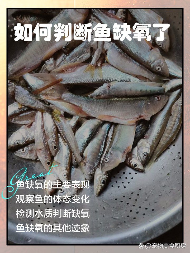 如何判斷龍魚是否缺氧（——龍魚缺氧的判斷指南）