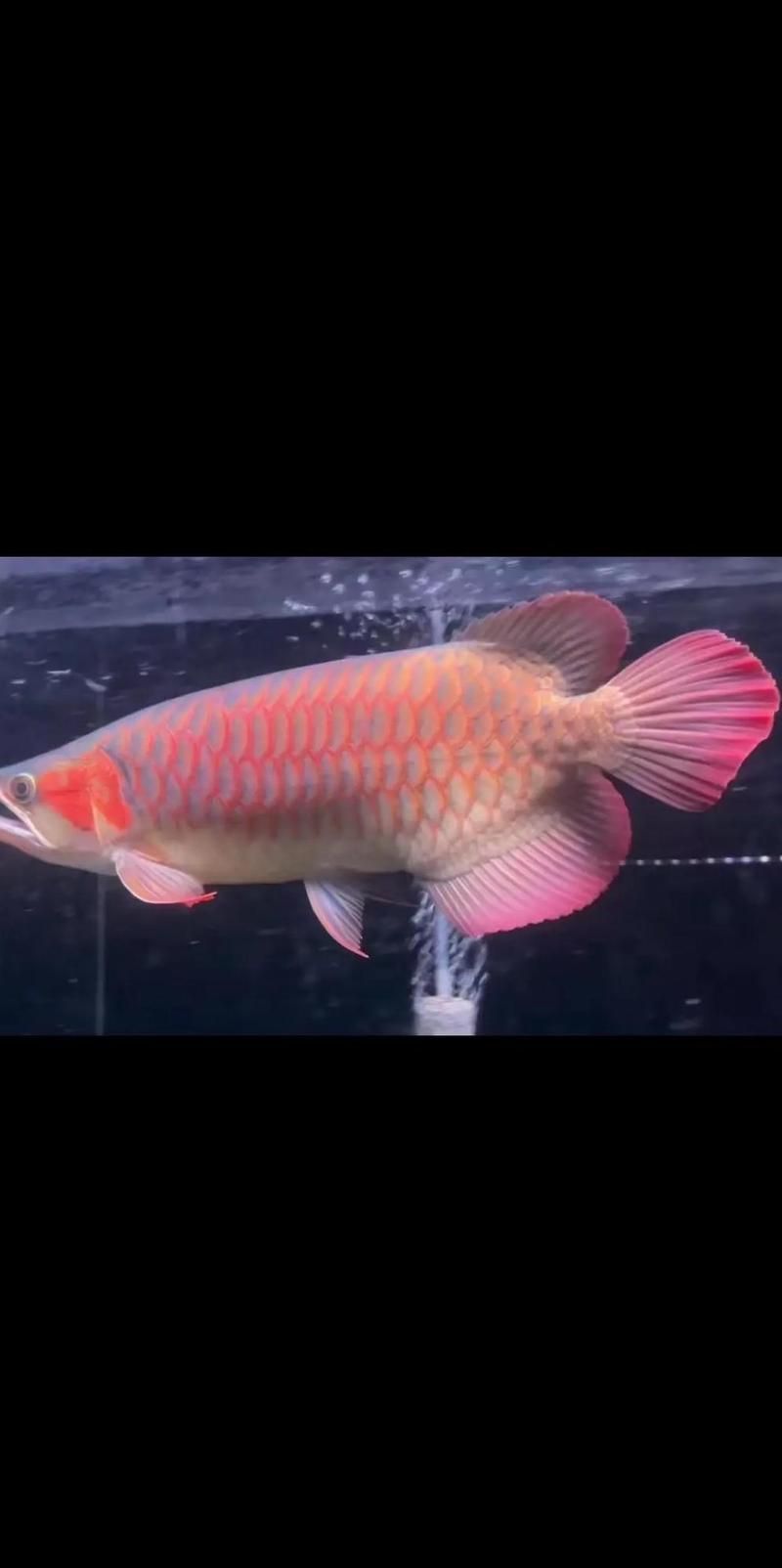 如何判斷龍魚是否缺氧（——龍魚缺氧的判斷指南）