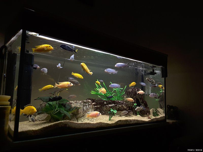 如何判斷龍魚是否缺氧（——龍魚缺氧的判斷指南）