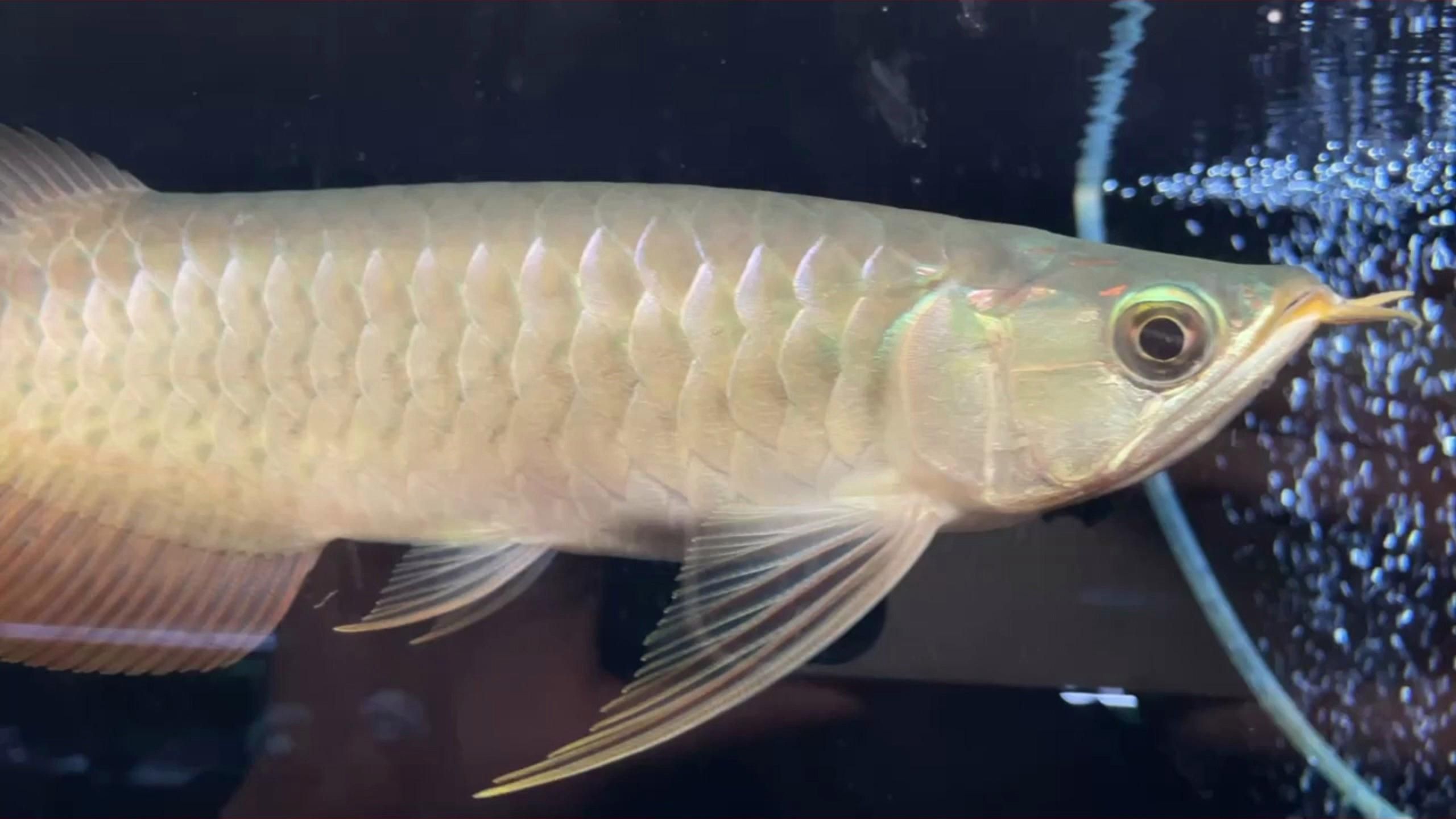 哪些因素會影響龍魚食欲？