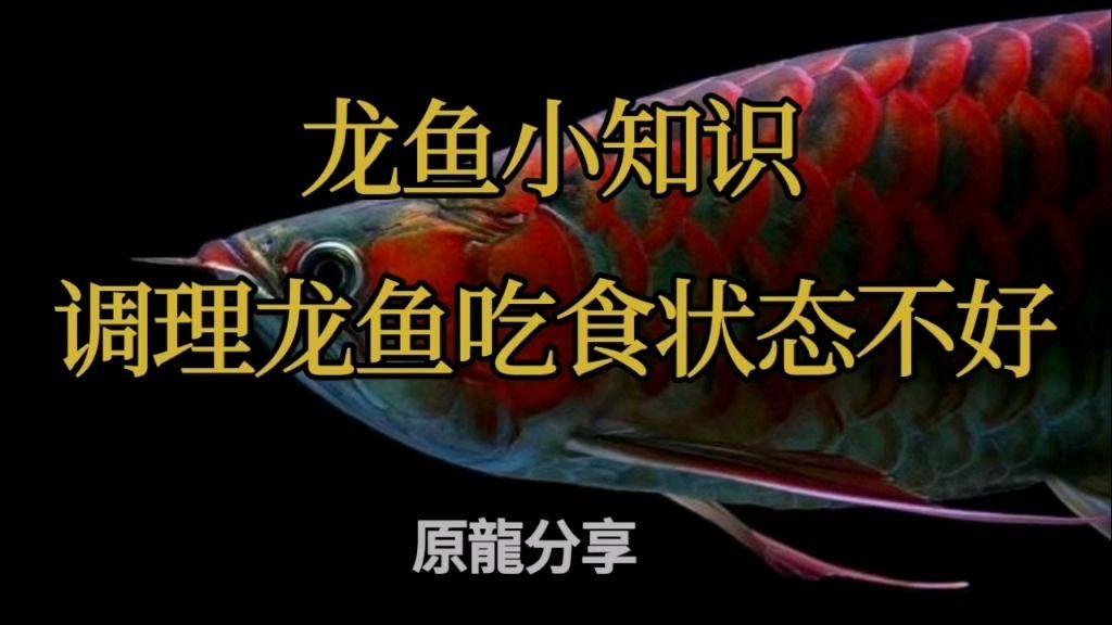 哪些因素會影響龍魚食欲？