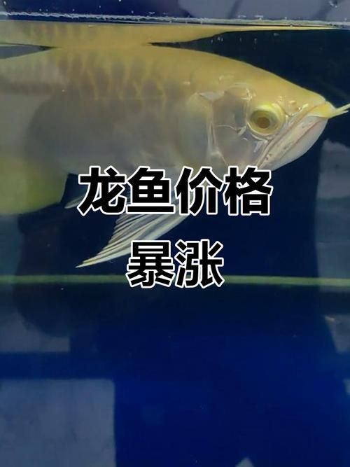 潁州龍魚的市場價格是多少？