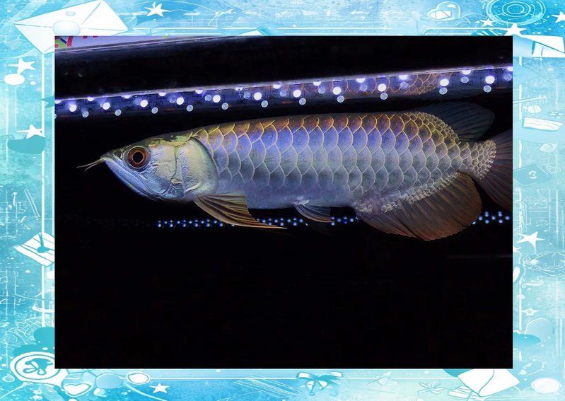 如何預防龍魚眼睛長白色東西？，如何預防龍魚眼睛長白色東西