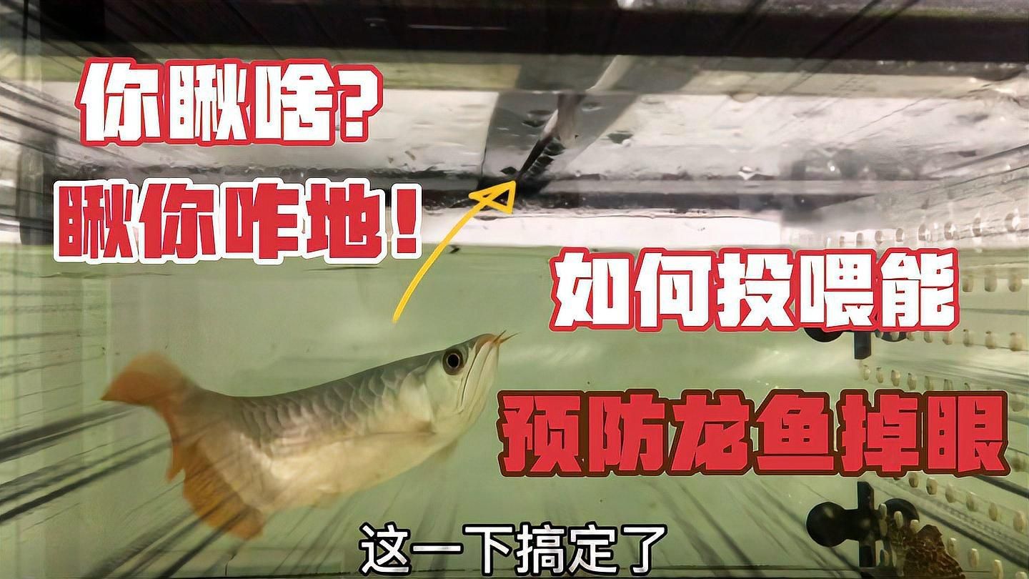 如何預(yù)防龍魚眼睛長白色東西？，如何預(yù)防龍魚眼睛長白色東西 如何預(yù)防龍魚眼睛長白色東西？，如何預(yù)防龍魚眼睛長白色東西 龍魚百科 第2張