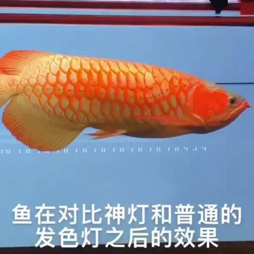 龍魚增色燈和發色燈哪個更耗電？