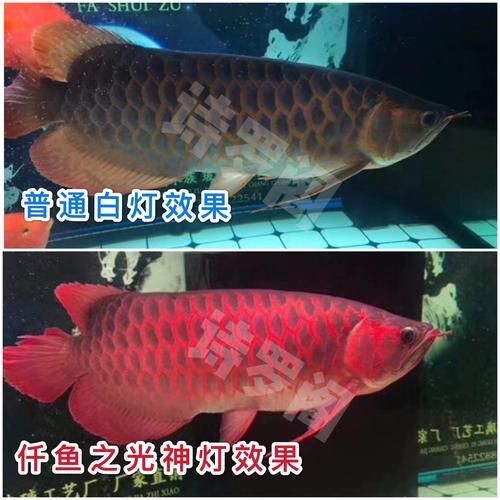 龍魚增色燈和發色燈哪個更耗電？