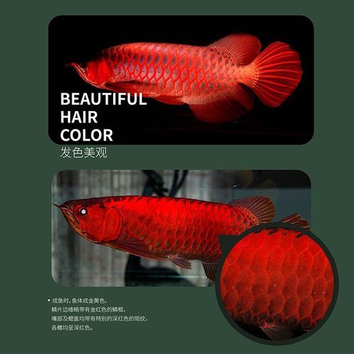 紅龍魚的價格一般是多少？，紅龍魚價格一般是多少？