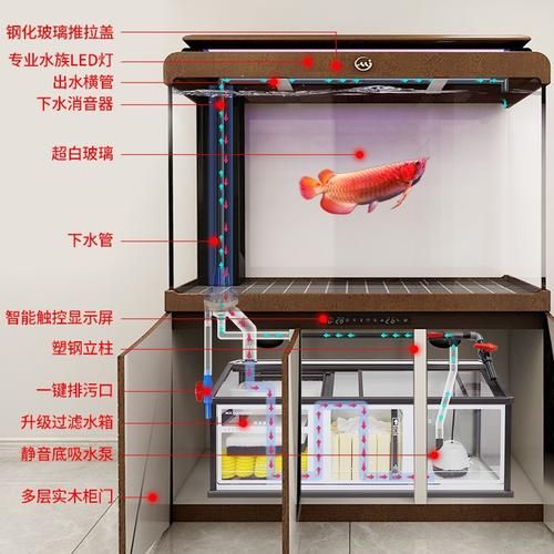 白色龍魚有哪些飼養注意事項？，白色龍魚的飼養注意事項 白色龍魚有哪些飼養注意事項？，白色龍魚的飼養注意事項 龍魚百科 第4張