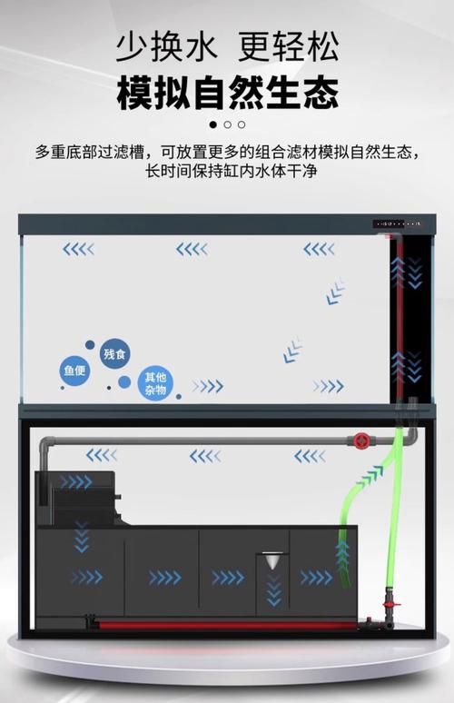 白色龍魚有哪些飼養注意事項？，白色龍魚的飼養注意事項 白色龍魚有哪些飼養注意事項？，白色龍魚的飼養注意事項 龍魚百科 第5張