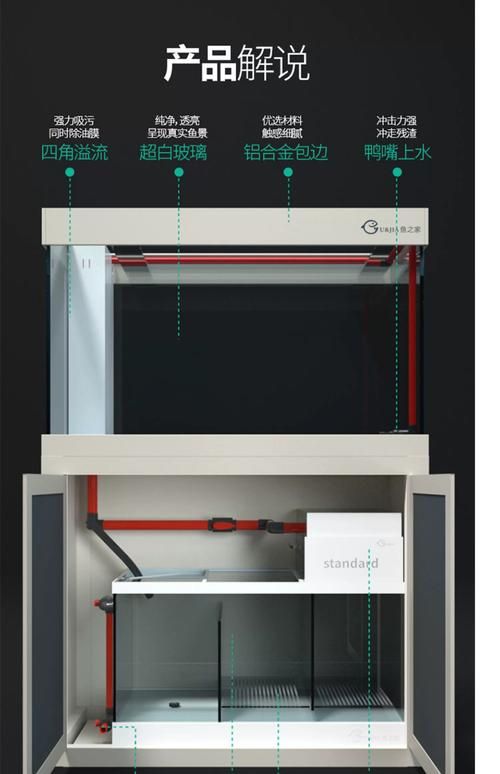 白色龍魚有哪些飼養注意事項？，白色龍魚的飼養注意事項 白色龍魚有哪些飼養注意事項？，白色龍魚的飼養注意事項 龍魚百科 第6張