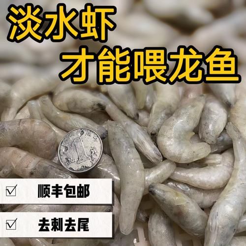 白色龍魚有哪些飼養注意事項？，白色龍魚的飼養注意事項 白色龍魚有哪些飼養注意事項？，白色龍魚的飼養注意事項 龍魚百科 第7張