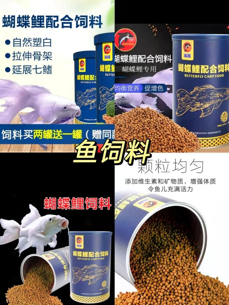白色龍魚有哪些飼養注意事項？，白色龍魚的飼養注意事項 白色龍魚有哪些飼養注意事項？，白色龍魚的飼養注意事項 龍魚百科 第8張