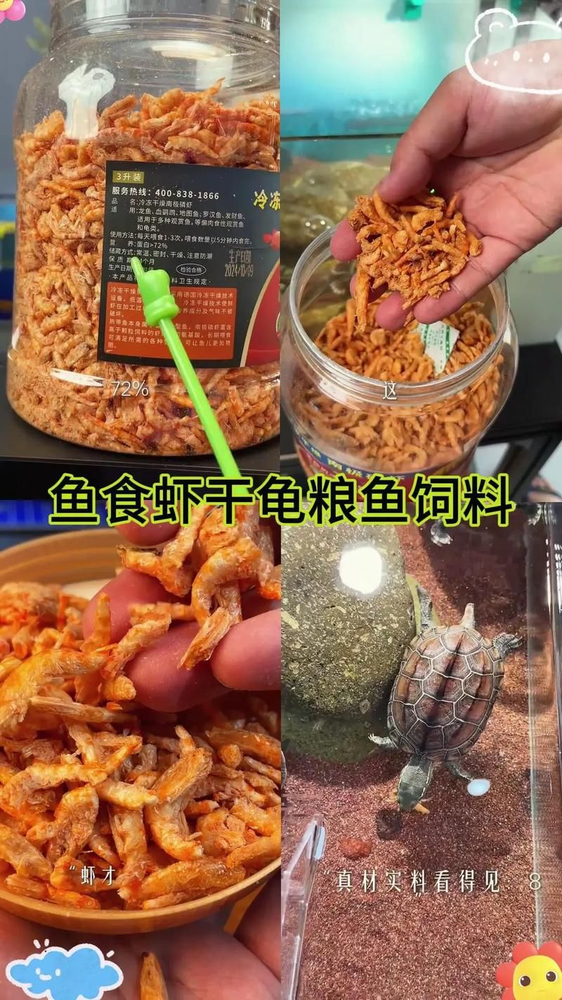 白色龍魚有哪些飼養注意事項？，白色龍魚的飼養注意事項 白色龍魚有哪些飼養注意事項？，白色龍魚的飼養注意事項 龍魚百科 第9張