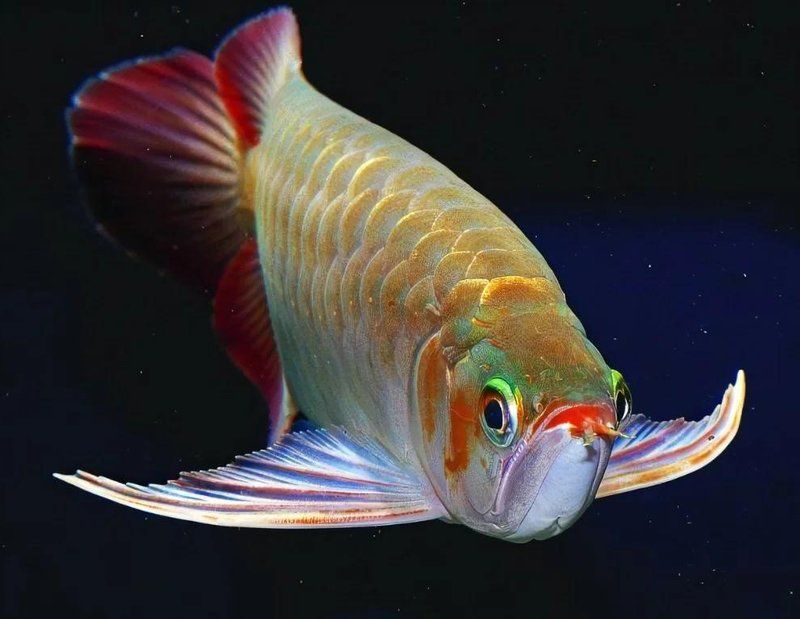 有哪些食物可以幫助改善龍魚掉眼？，九朝nine李[需手動(dòng)填充][需手動(dòng)填充],龍魚掉眼原因與解決辦法詳解