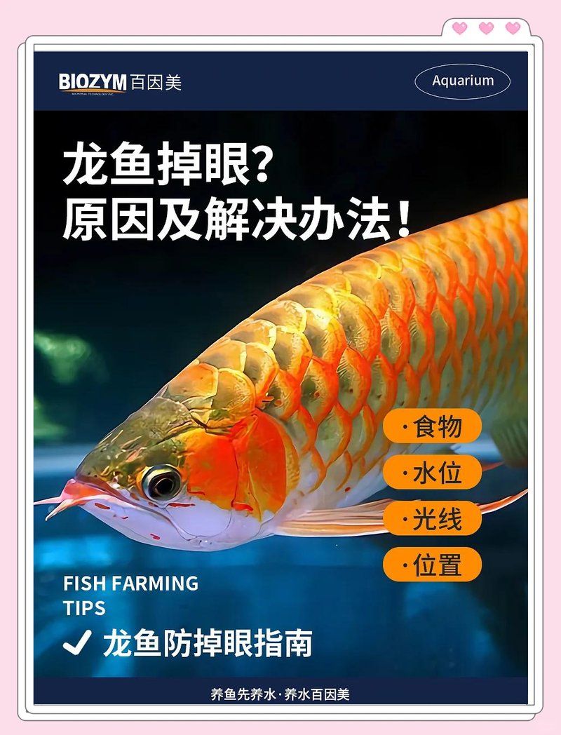 有哪些食物可以幫助改善龍魚掉眼？，九朝nine李[需手動(dòng)填充][需手動(dòng)填充],龍魚掉眼原因與解決辦法詳解