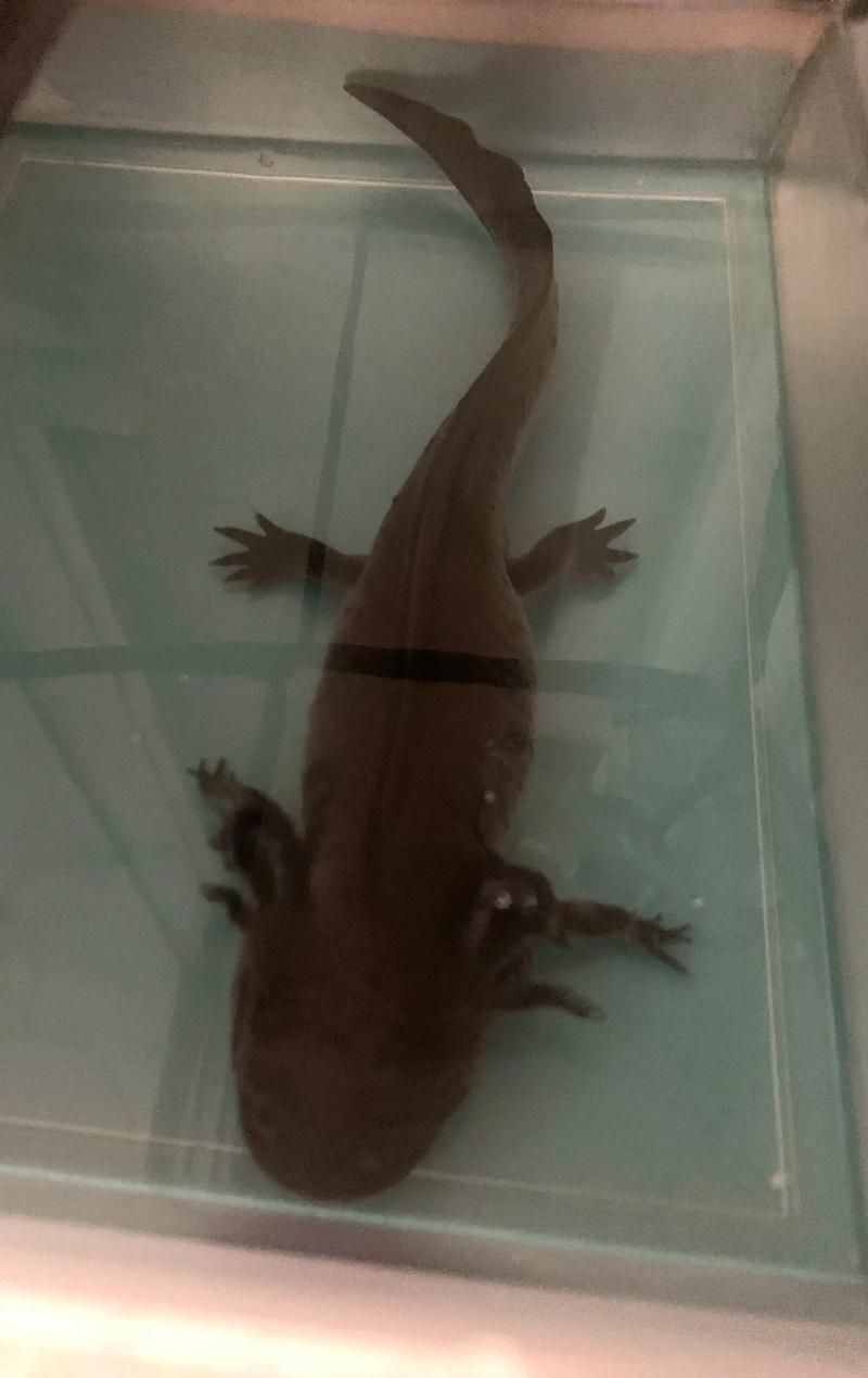 杰西卡恐龍魚有哪些產品，富媒體組件“杰西卡恐龍魚”