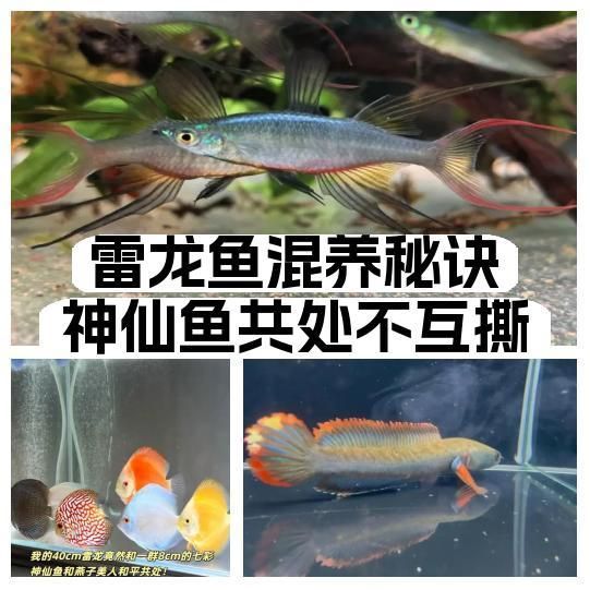 龍魚和神仙魚能混養嗎？（龍魚和神仙魚可以混養嗎？）