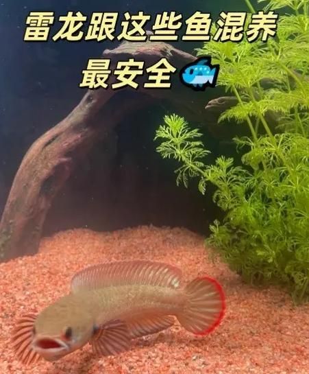 龍魚和神仙魚能混養嗎？（龍魚和神仙魚可以混養嗎？）