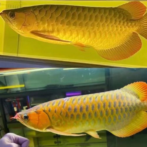 鳳陽龍魚的價(jià)格是多少？，鳳陽龍魚的價(jià)格是多少