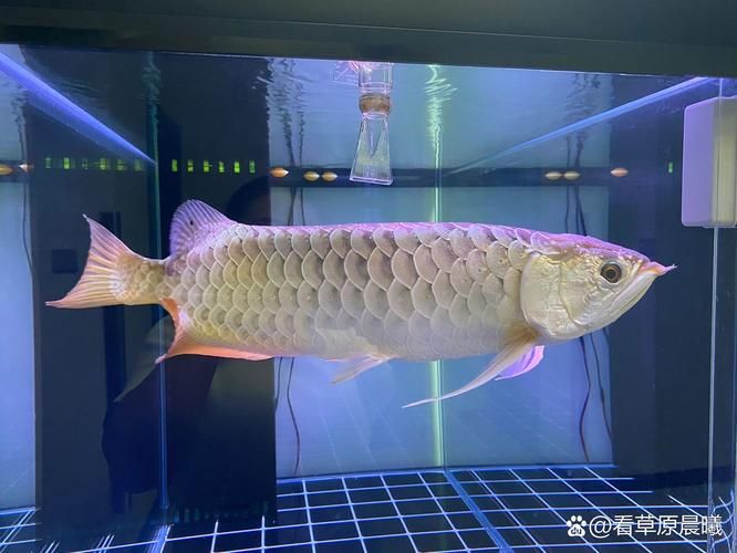 給我推薦一些性價比高的金頭過背金龍魚（金頭過背金龍魚高性價比推薦）