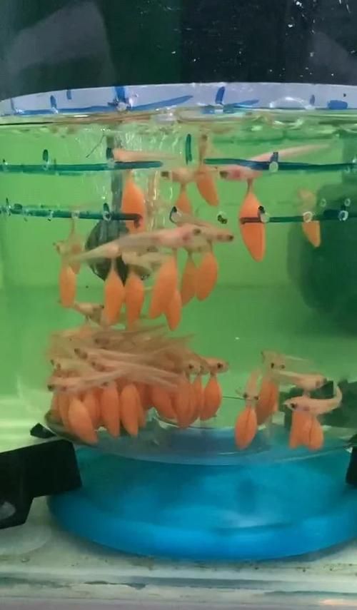 給我推薦一些性價比高的金頭過背金龍魚（金頭過背金龍魚高性價比推薦）