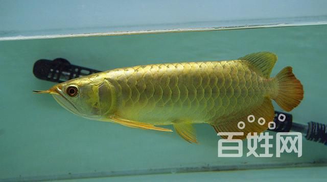 給我推薦一些性價比高的金頭過背金龍魚（金頭過背金龍魚高性價比推薦）