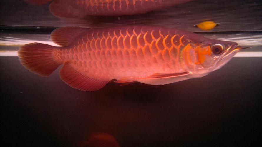 如何辨別紅龍魚小魚苗的真假？，如何辨別紅龍魚小魚苗的真假