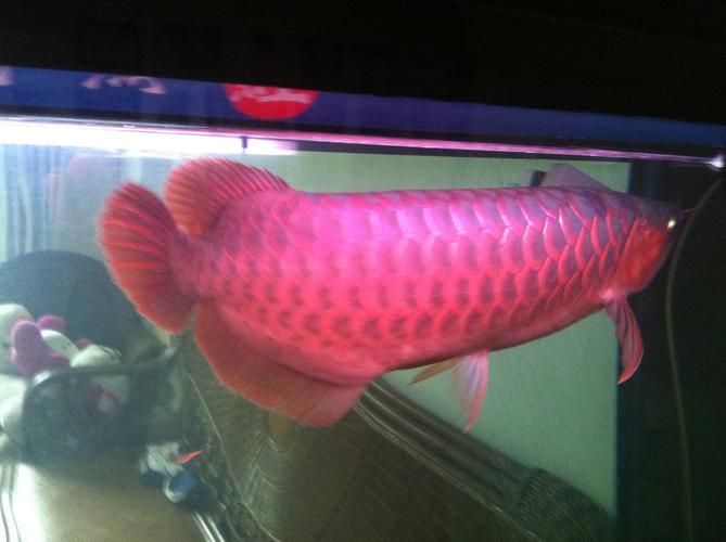 如何辨別紅龍魚小魚苗的真假？，如何辨別紅龍魚小魚苗的真假