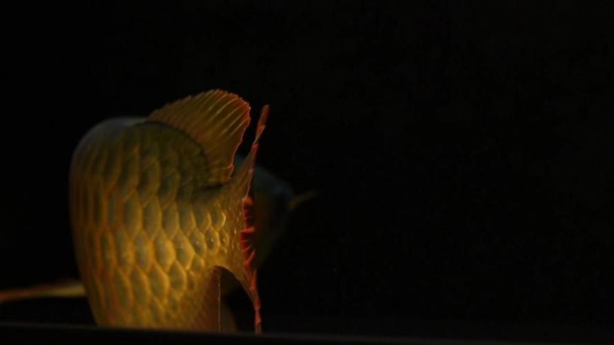 如何辨別紅龍魚小魚苗的真假?,如何辨別紅龍魚小魚苗的真假 龍魚百科 第5張 如何辨別紅龍魚小魚苗的真假?,如何辨別紅龍魚小魚苗的真假 如何辨別紅龍魚小魚苗的真假?,如何辨別紅龍魚小魚苗的真假 龍魚百科 第5張