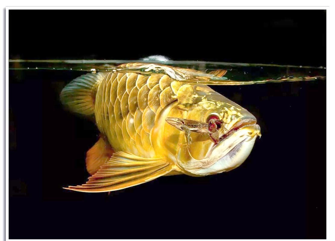 如何判斷龍魚是否適應飼料？