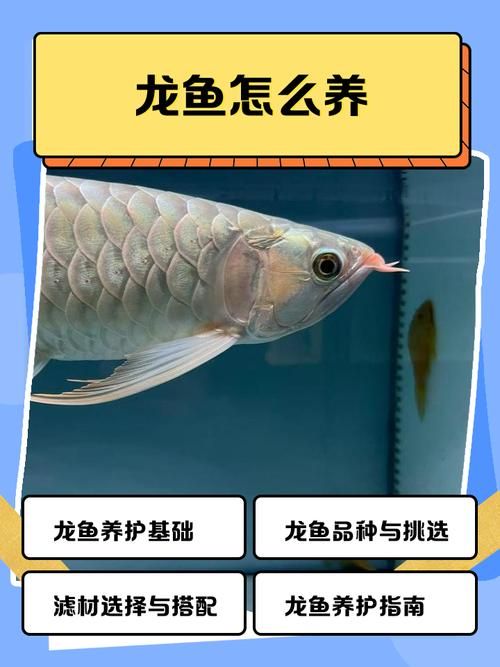如何判斷龍魚是否適應飼料？