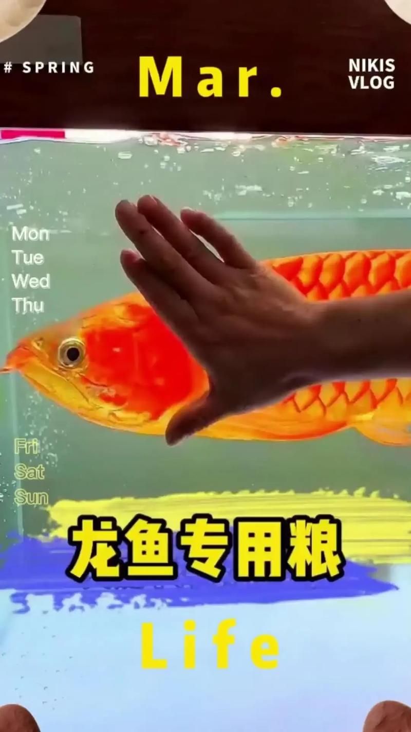 如何判斷龍魚是否適應飼料？