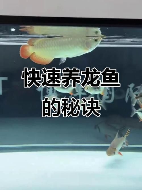 如何判斷龍魚是否適應飼料？