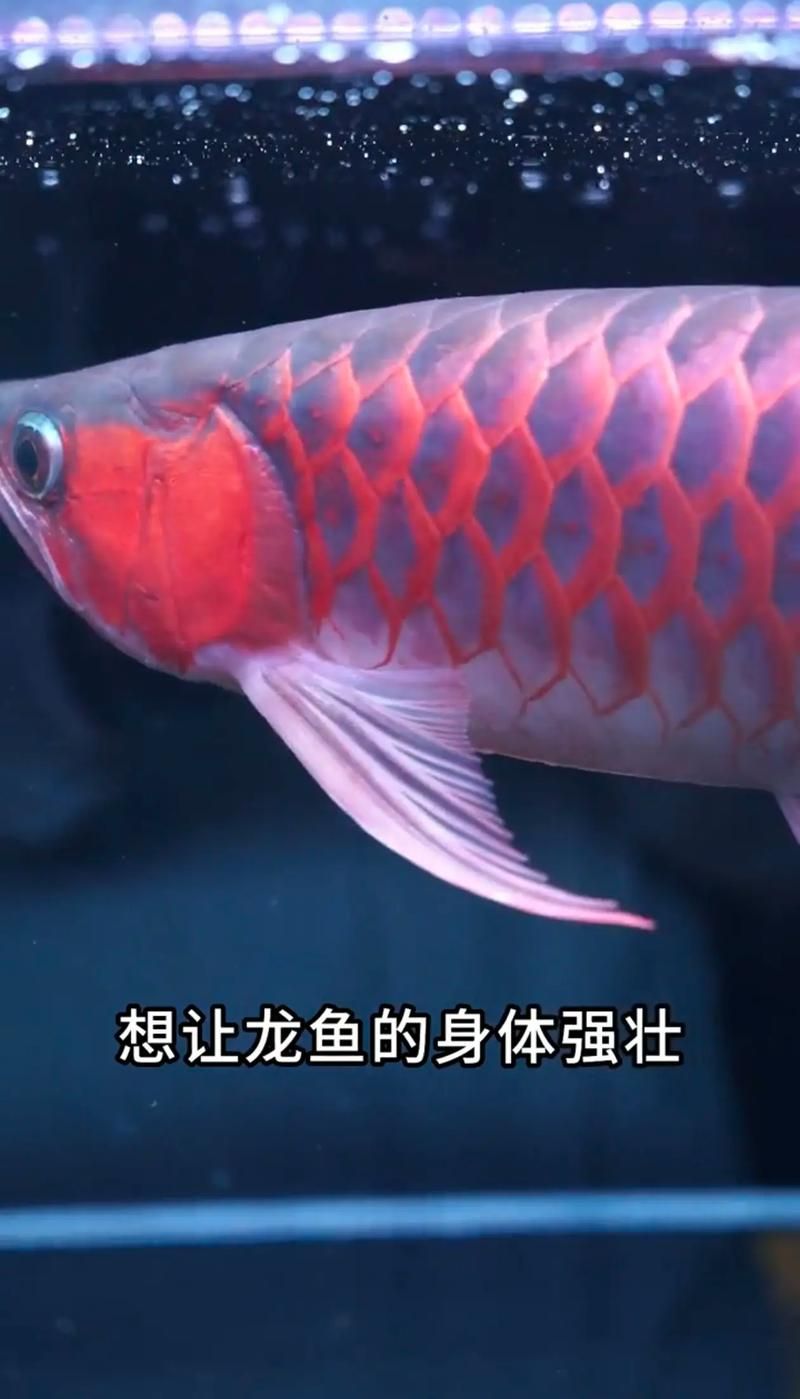 如何判斷龍魚是否適應飼料？