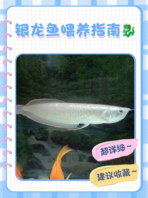 如何判斷龍魚是否適應飼料？