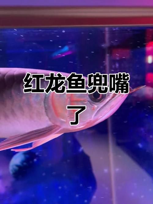 有哪些龙鱼品种容易长出下嘴巴？，关于龙鱼的问题