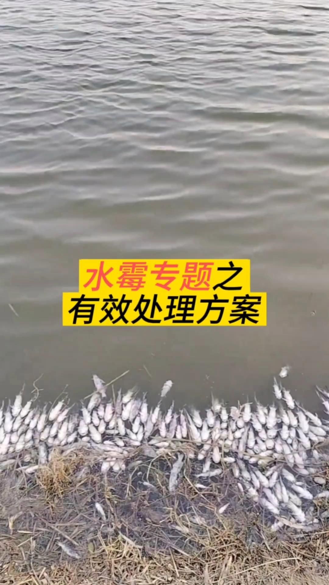 龙鱼水霉立鳞病能治愈吗？