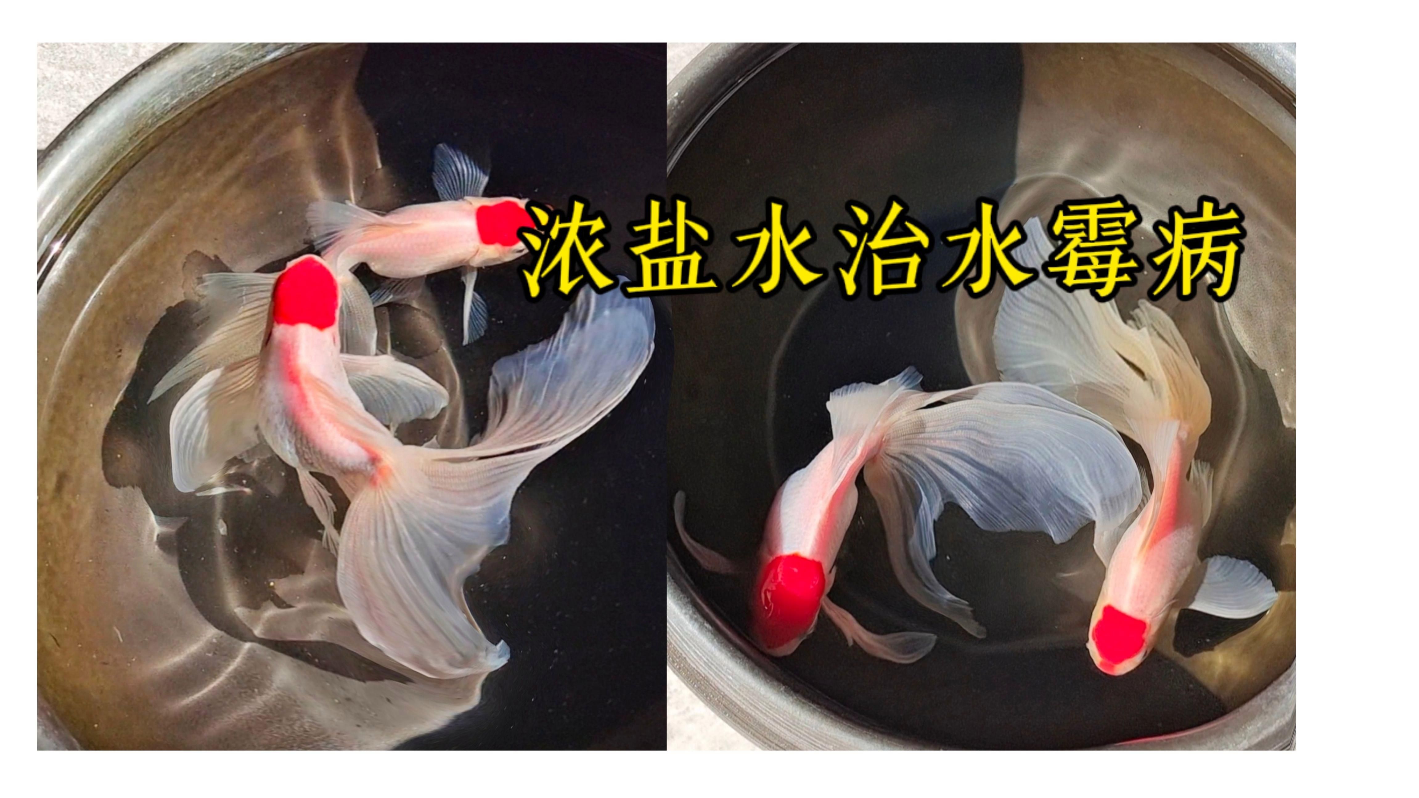 龙鱼水霉立鳞病能治愈吗？