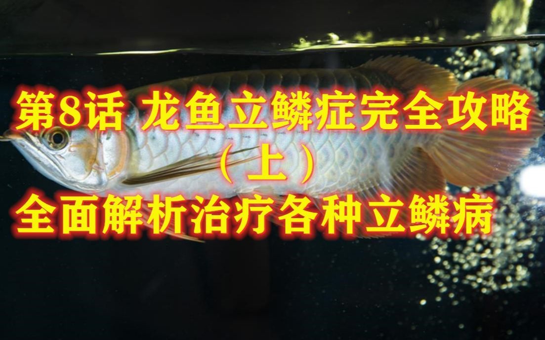 龍魚生病了有哪些常見癥狀？，龍魚生病了會有哪些癥狀？