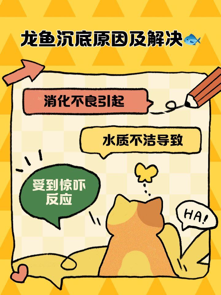 龍魚沉底時需要立即換水嗎？，龍魚沉底原因及應對毛球翻滾記,龍魚沉底原因及應對措施